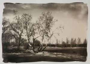 Tájkép nyírfával