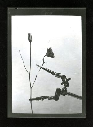 Kényszerített valóság